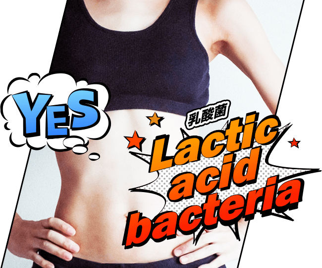 Lactic acid bacteria（乳酸菌）